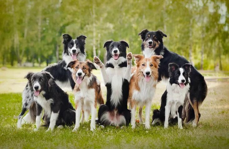 Разновидность собак фото Border Collie Happy dogs, Dog boarding, Puppy images