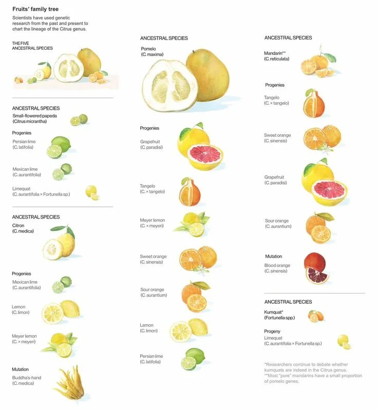 Разновидность цитрусовых фруктов названия и фото The five ancestral species of citrus fruits (papeda, citron, pomelo, mandarin, a