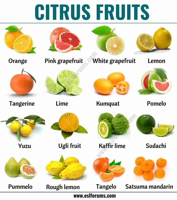 Разновидность цитрусовых фруктов названия и фото Citrus Fruits: List of 15+ Citrus Fruits with ESL Picture