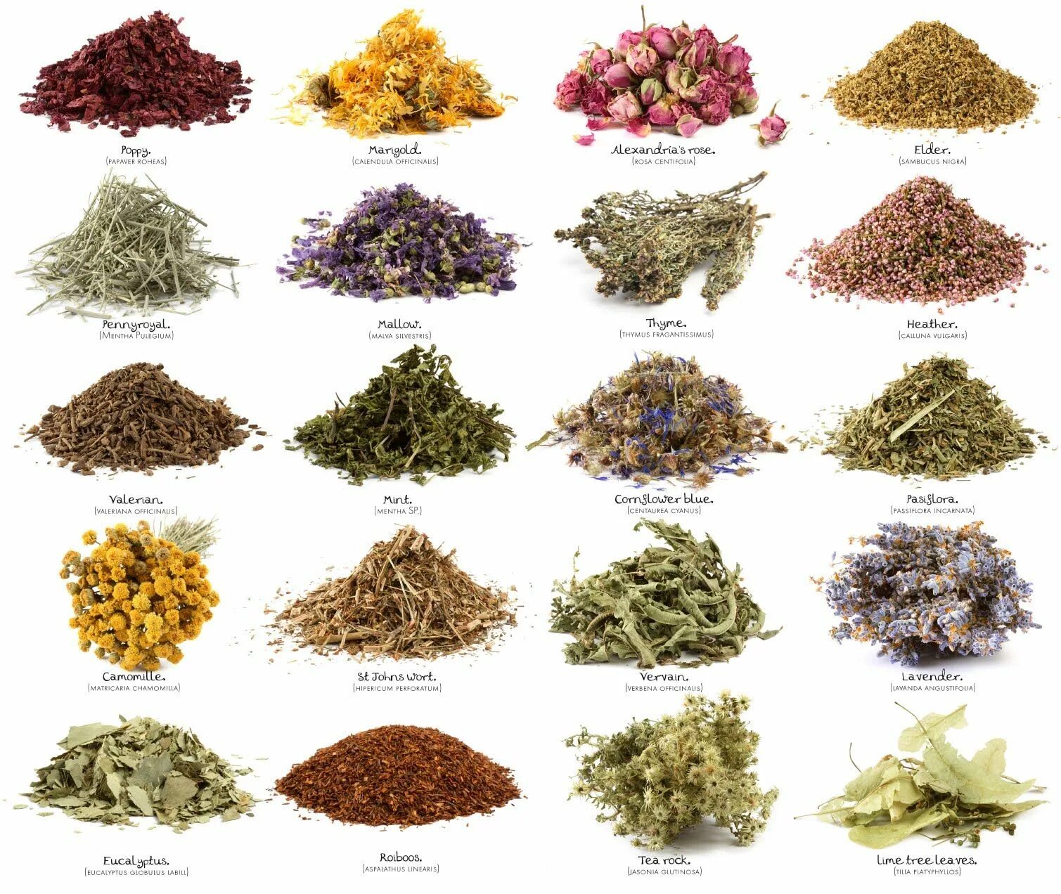 Разновидность трав название и фото Herbs And Spices Do More Than Just Add Flavor To Your Food Natura, Byliny i Jedz