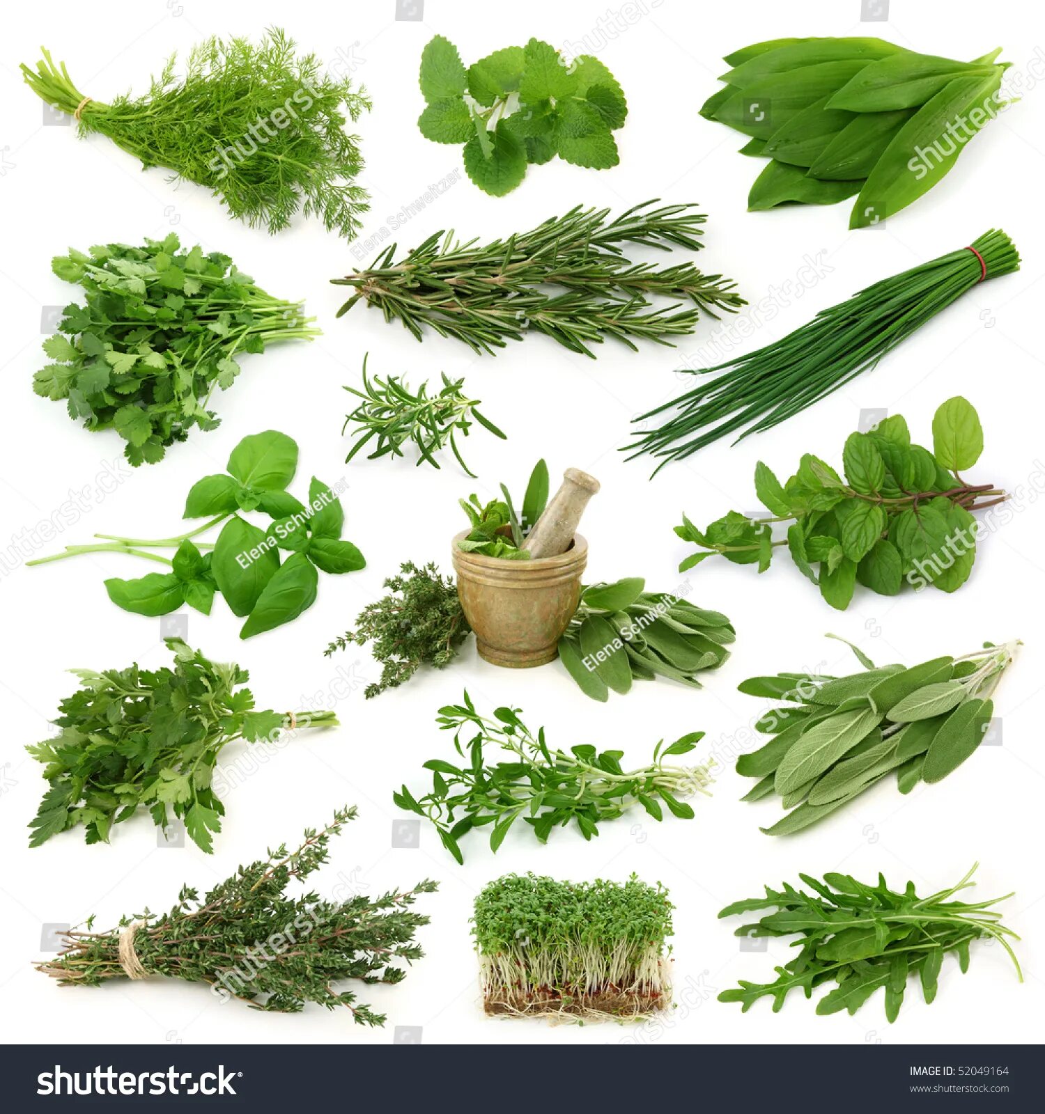 Разновидность трав название и фото Fresh herb isolated, изображений - 1 217 351: стоковые фотографии Shutterstock