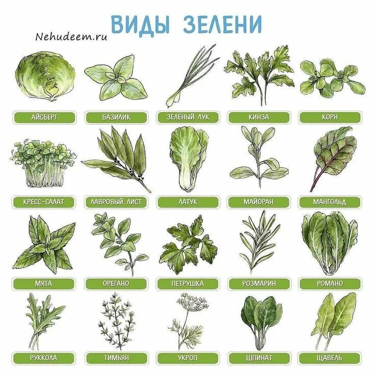 Разновидность трав название и фото Pin by NAT . on ЕДА Cactus plants, Plants, Cooking recipes