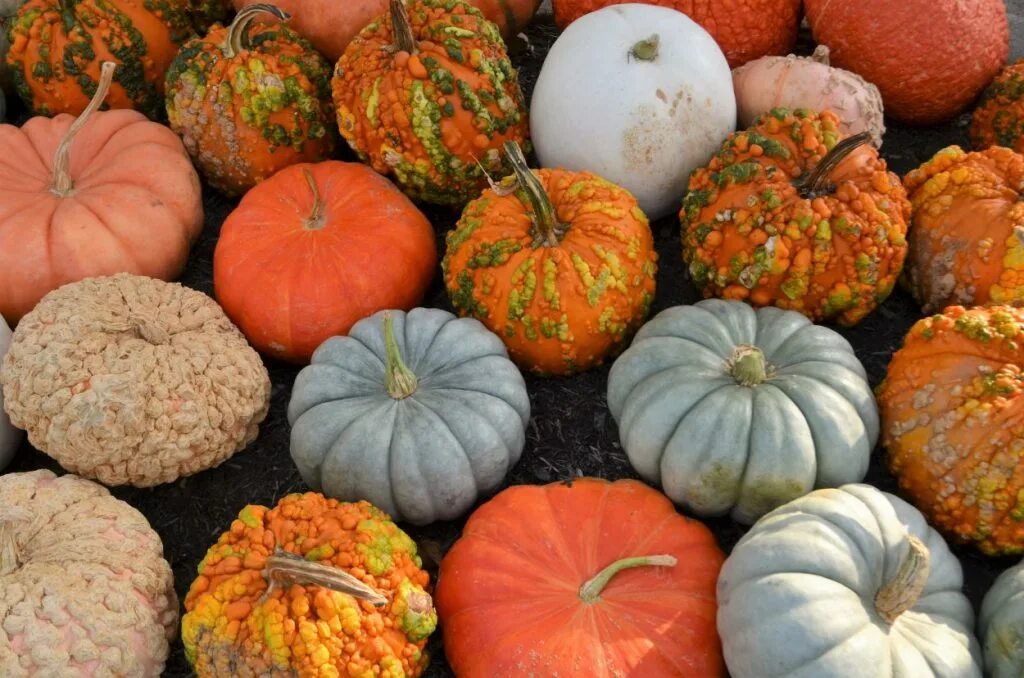 Разновидность тыквы с продолговатыми плодами фото Pick a Peck of Pumpkins - Lewis Ginter Botanical Garden