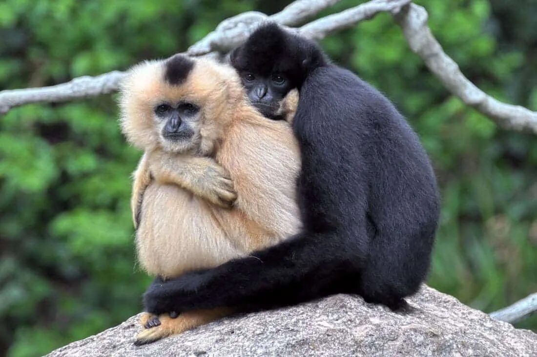 Разновидность животных фото Conservation efforts save endangered Hainan gibbon from the brink of extinction