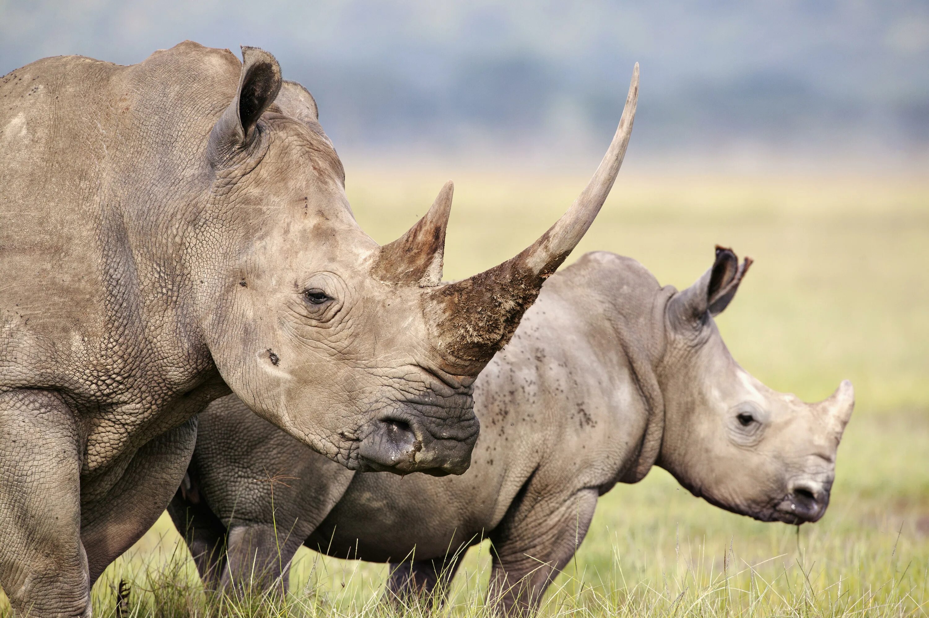 Разновидность животных фото Atlanta Zoo Welcomes White Rhino From The San Diego Zoo Wildlife Alliance iHeart