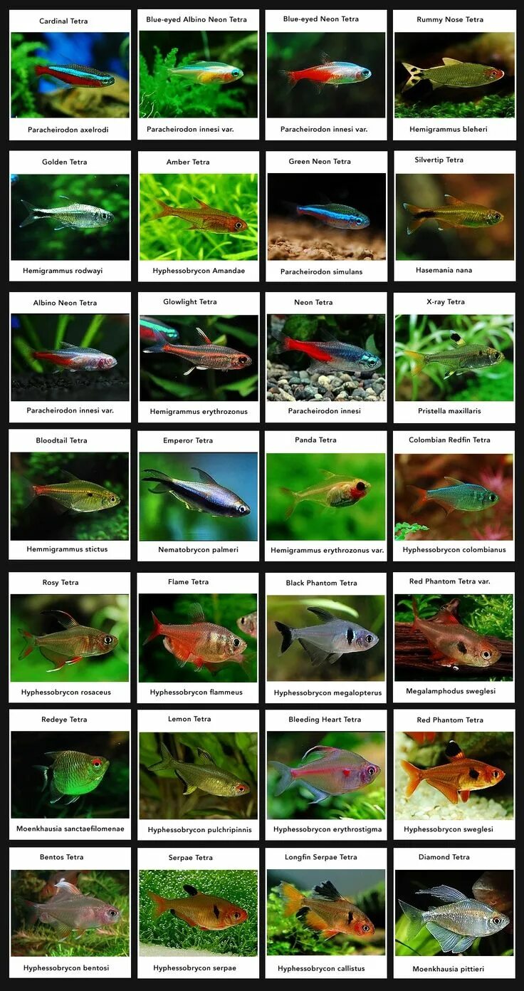 Разновидности аквариумных рыбок с названиями и фото Type of tetras Tropical fish aquarium, Tetra fish, Aquarium fish