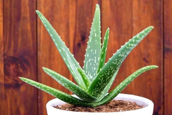 Разновидности алоэ комнатного растения фото Aloe vera Stuff to buy in 2019 Aloe vera, Plants, Indoor plant wall