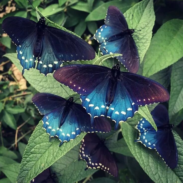 Разновидности бабочек фото How one man repopulated a rare butterfly species in his backyard Schmetterlingsa