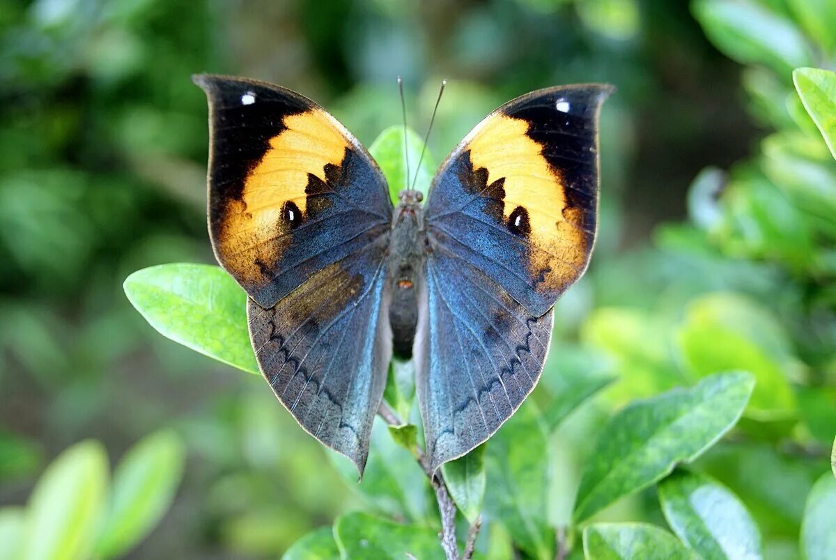 Разновидности бабочек фото File:Kallima inachus at Gunma Insect World.jpg - Wikipedia