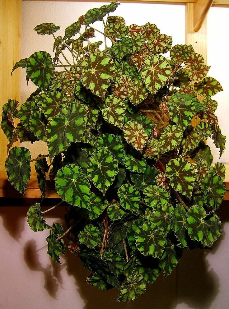 Разновидности бегоний фото и названия комнатных растений Begonia Bowerae Tiger Cool plants, Exotic plants, Foliage plants