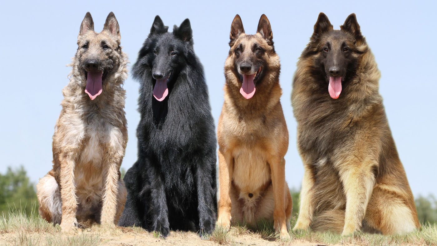 Разновидности бельгийских овчарок с фото и названиями Belgian Shepherd dog facts, history and characteristics Horse & Hound