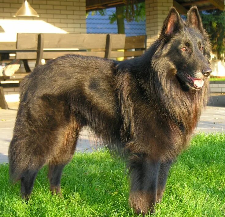 Разновидности бельгийских овчарок с фото и названиями Groenendael - Black Belgian Shepherd Honden, Duitse herder, Puppies