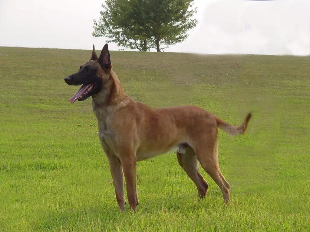 Разновидности бельгийских овчарок с фото и названиями Malinois belga, Pastor belga, Perros pastor belga