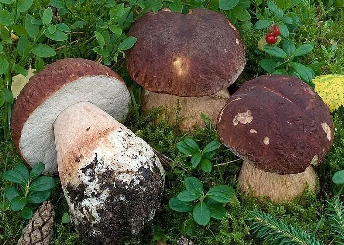 Разновидности белых грибов с фото Il Fungaio Funghi ripieni, Funghi, Funghi arte