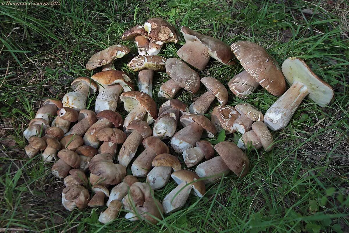 Разновидности белых грибов с фото Белый гриб дубовый (Boletus reticulatus) фотографии, видео и истории