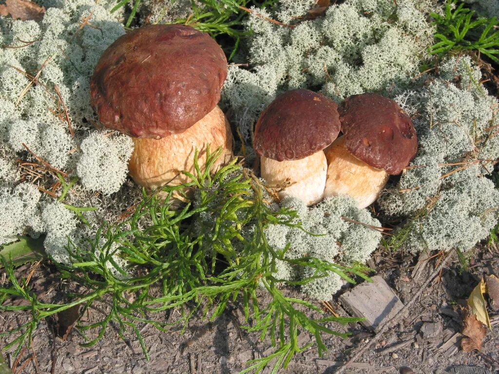 Разновидности белых грибов с фото Файл:Three Boletus pinophilus.jpg - Википедия