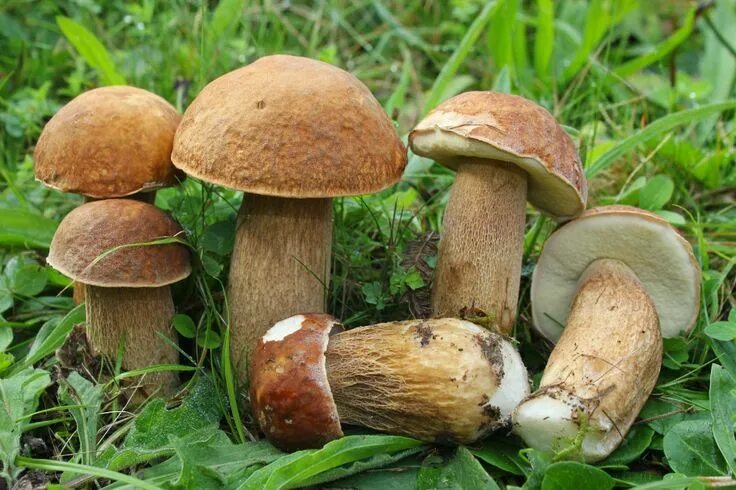 Разновидности белых грибов с фото и названиями Pin von Pop Dorel auf Boletus Pilze