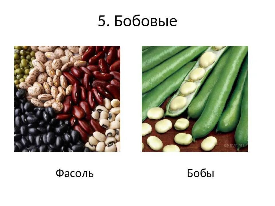 Разновидности бобовых культур фото и их названия Чем отличается фасоль от бобов eCookie.ru