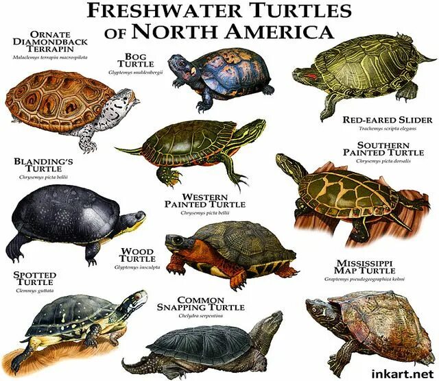 Разновидности черепах фото и название Freshwater Turtles of North America