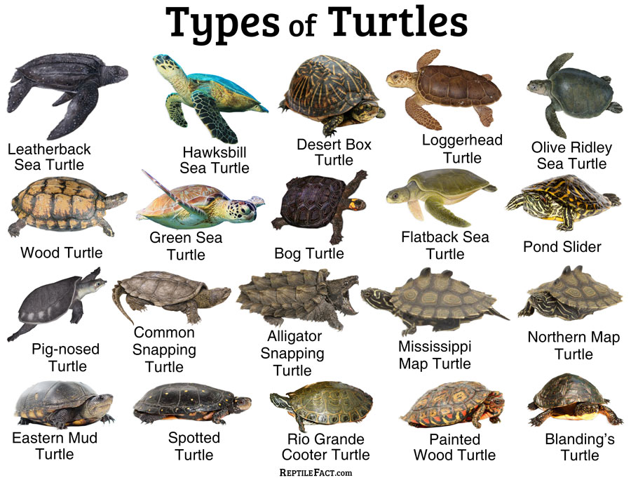 Разновидности черепах фото и название what kind of turtle - AOL Image Search Results in 2022 Kinds of turtles, Turtle,