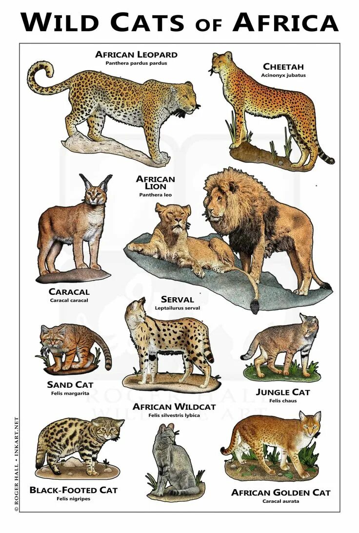 Разновидности диких кошек фото с названием Wild Cats Of Africa - Poster Canvas Wall Art Print - Remizozo in 2021 Wild cats,