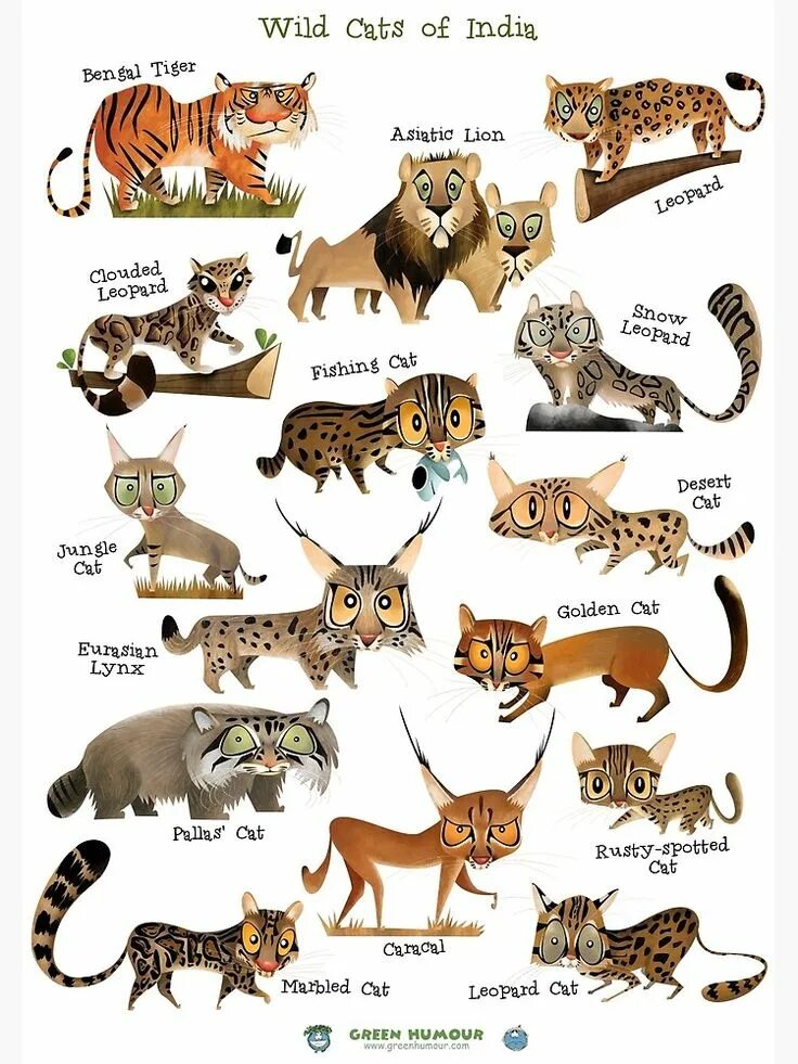 Разновидности диких кошек фото с названием "Wild Cats of India" Poster for Sale by rohanchak Wild cats, Wild cat species, C