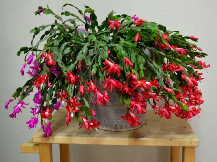 Разновидности домашних цветов фото How to Save a Rotted Christmas Cactus - World of Succulents Ev saksı bitkileri, 