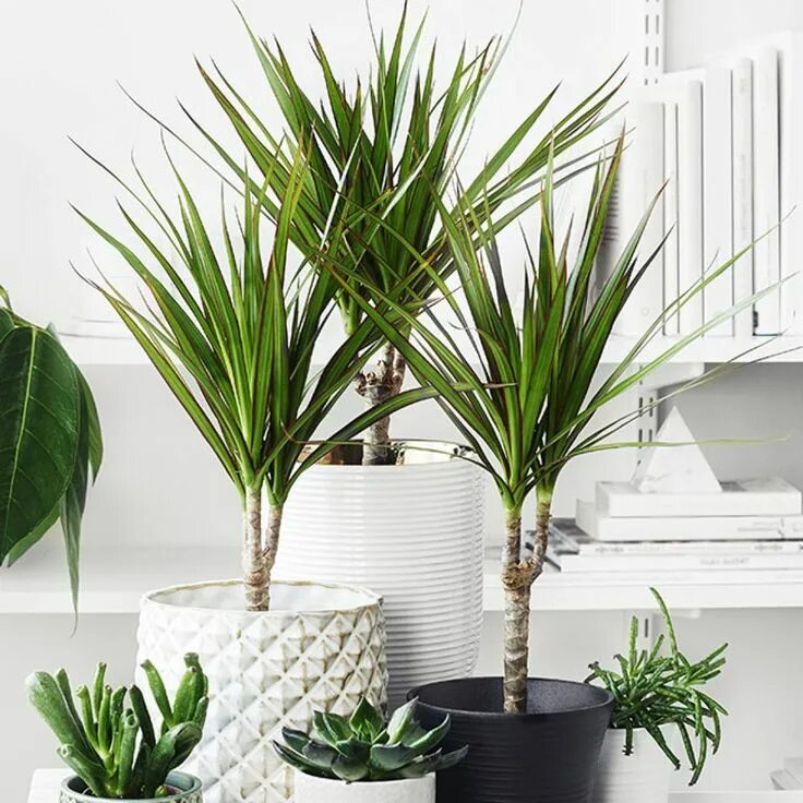 Разновидности домашних цветов фото Dracena - fakta och skötselråd Växtguide från Plantagen Plantera blommor, Växter