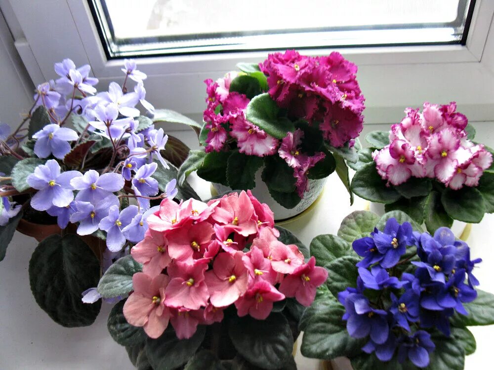 Разновидности фиалок комнатных фото и название Общество любителей фиалок и СВО. Что тут общего то? ан сила правды Дзен