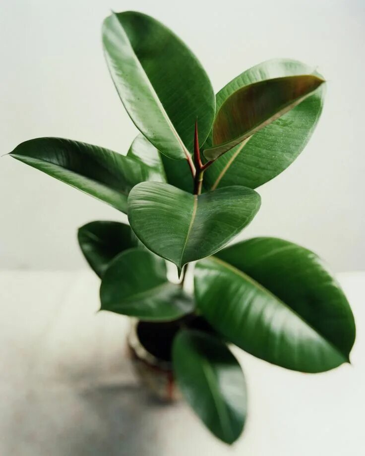 Разновидности фикуса каучуконосного фото The Best Plants to Take to the Office Best indoor plants, Indoor plants low ligh