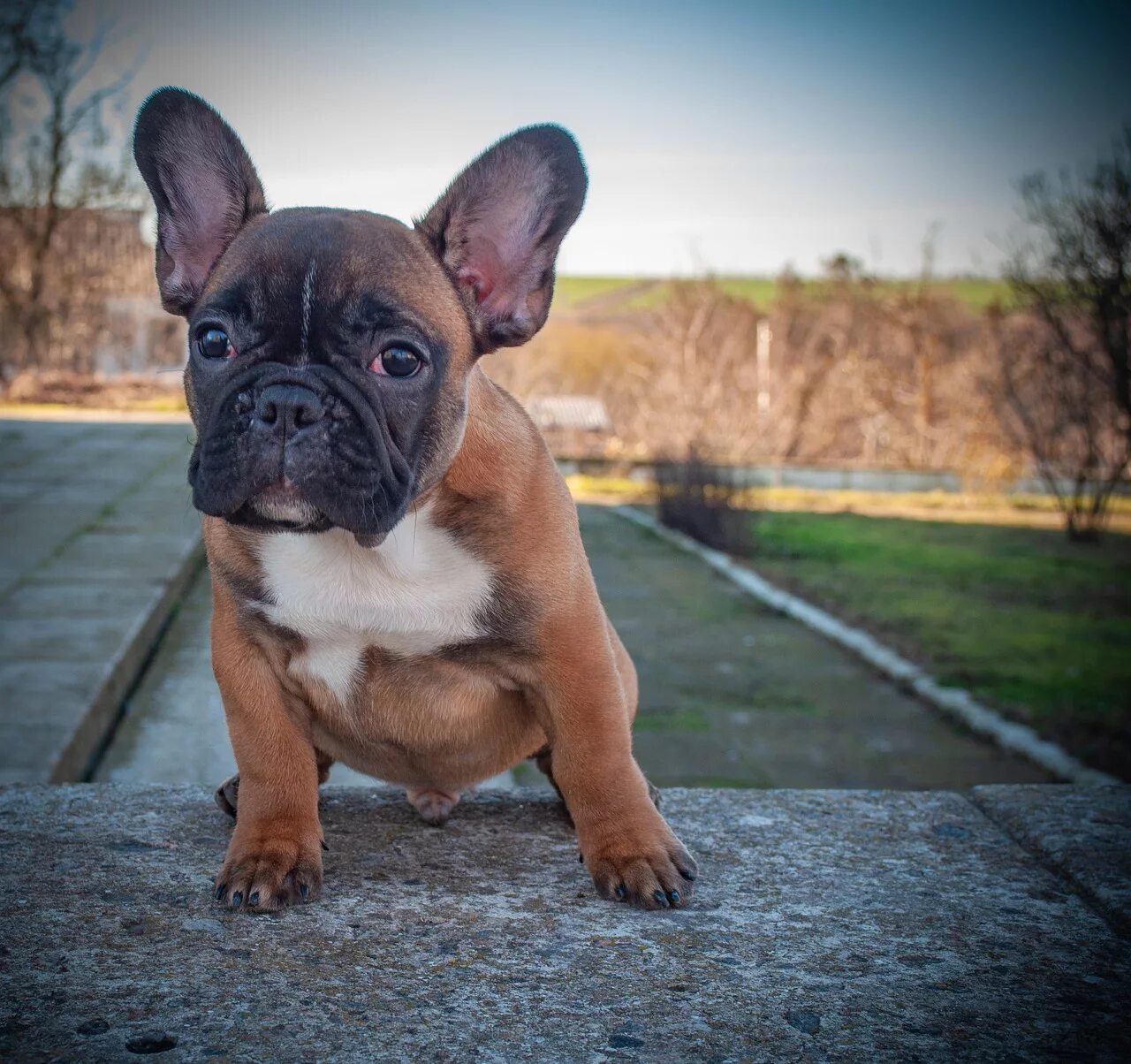 Разновидности французских бульдогов с фото Download free photo of French bulldog, puppy, pet, animal, pedigree - from needp