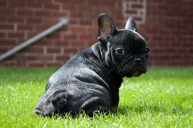 Разновидности французских бульдогов с фото Louis (French Bulldog) 2009 07 French bulldog puppies, French bulldog, Bulldog