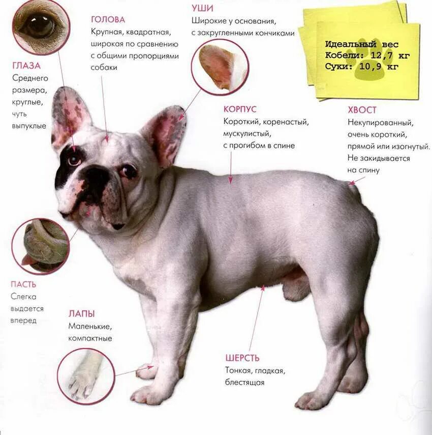 Разновидности французских бульдогов с описанием и фото В каком возрасте лучше всего приобретать щенка французского бульдога - оптимальн