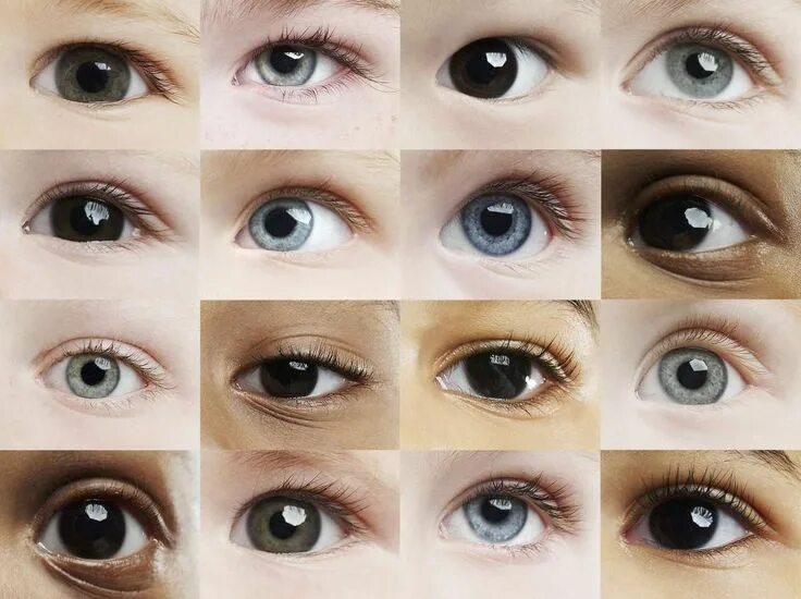 Разновидности глаз фото Eyes Baby Human anatomy, Eyes, Human eye