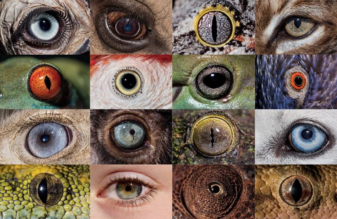 Разновидности глаз фото Inside the Eye: Nature’s Most Exquisite Creation Human eye drawing, Eye drawing,