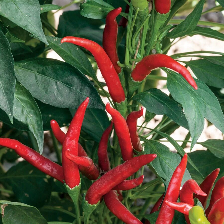 Разновидности горького перца с фото и названиями Купить семена Перец острый Hot pepper Big Thai Hybrid в Москве: доставка семян п