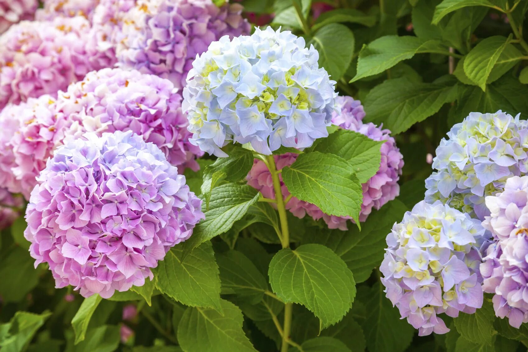 Разновидности гортензии фото How To Change Hydrangea Color: Expert Tips For Colorful Blooms Bunga hydrangea, 