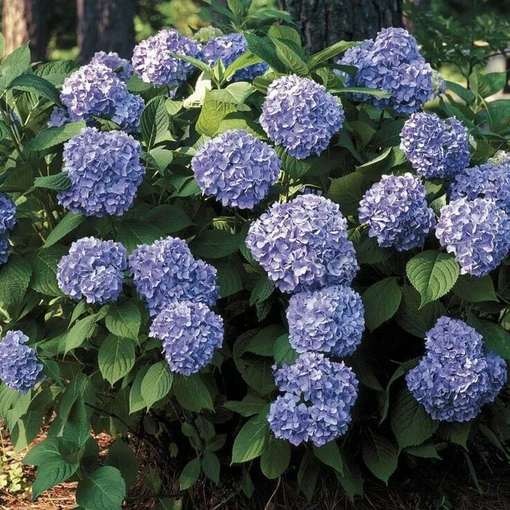 Разновидности гортензии фото Pin by Diane Shaw on Garden Hydrangea, Hydrangeas for sale, Summer beauty