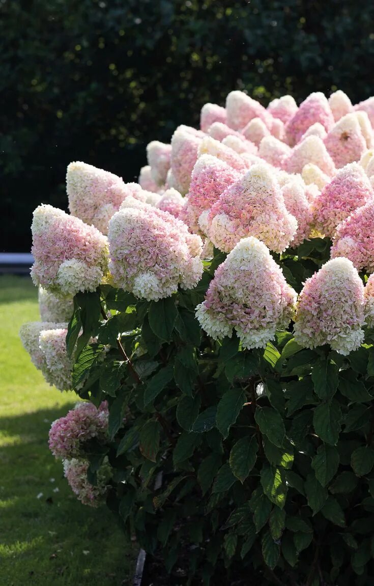 Разновидности гортензии метельчатой фото Hydrangea Living Summer Snow Hydrangea paniculata, Hydrangea garden, Pink garden