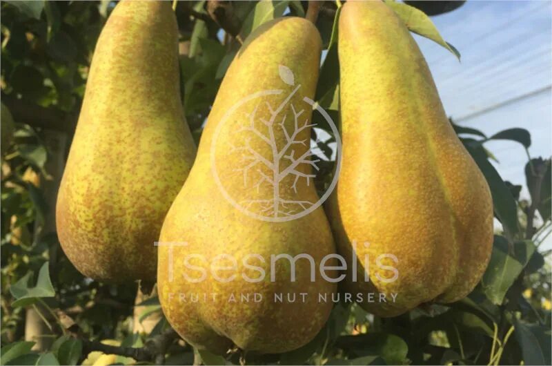 Разновидности груш фото Abate Fetel Pear Variety - Tsesmelis Fruit & Nut Nursery - Greece