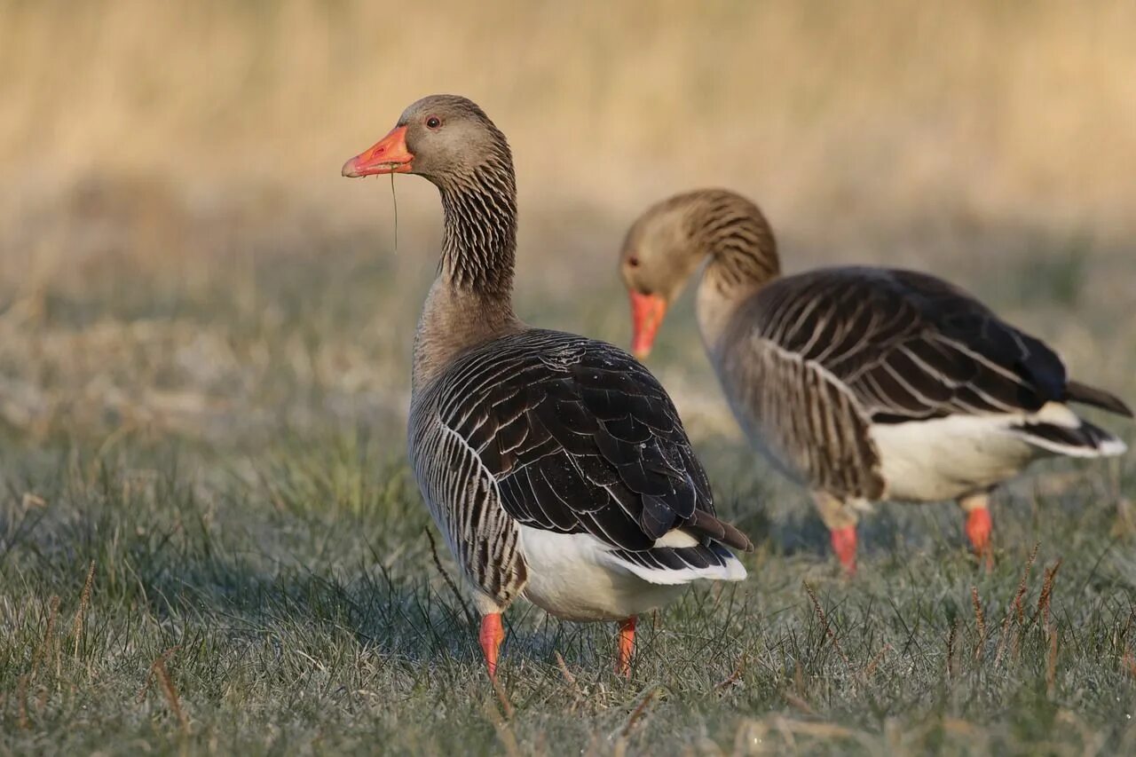 Разновидности гусей диких с фото Greylag Goose Geese Nature - Free photo on Pixabay Poster design tutorials, Anim