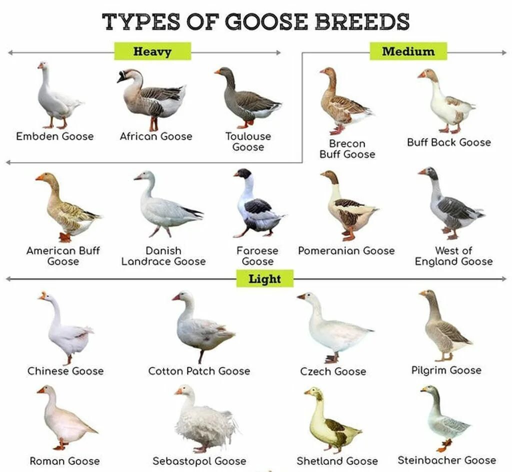 Разновидности гусей диких с фото all the goose classes - Album on Imgur