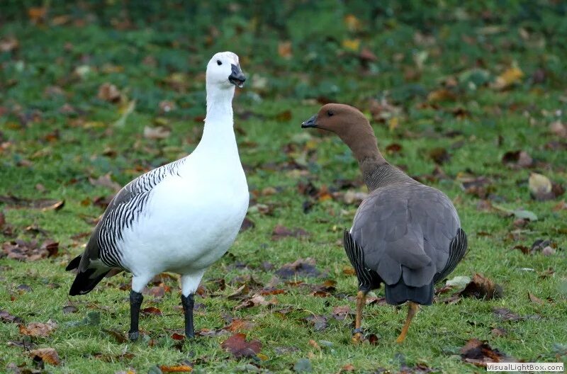 Разновидности гусей диких с фото Identify Magellan Goose or Upland Goose - Wildfowl Photography.