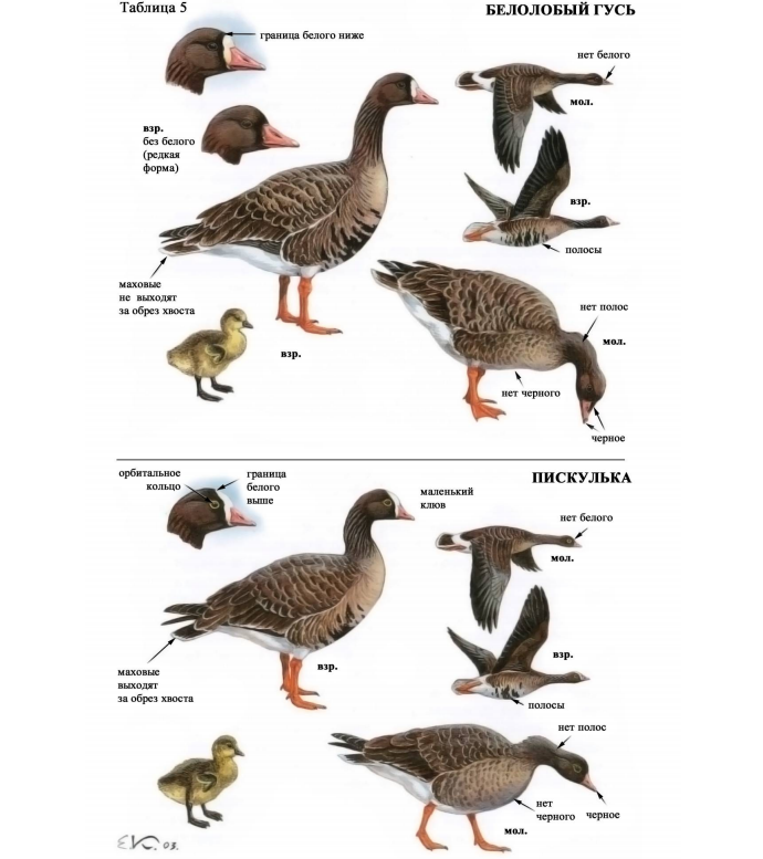 Разновидности гусей диких с фото и названиями ОХОТНИЧЬИ ЖИВОТНЫЕ Ростовской области. Биологический уголок