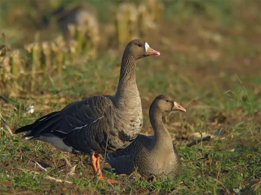 Разновидности гусей диких с фото и названиями White-fronted_Goose Goose, Waterfowl, Animals