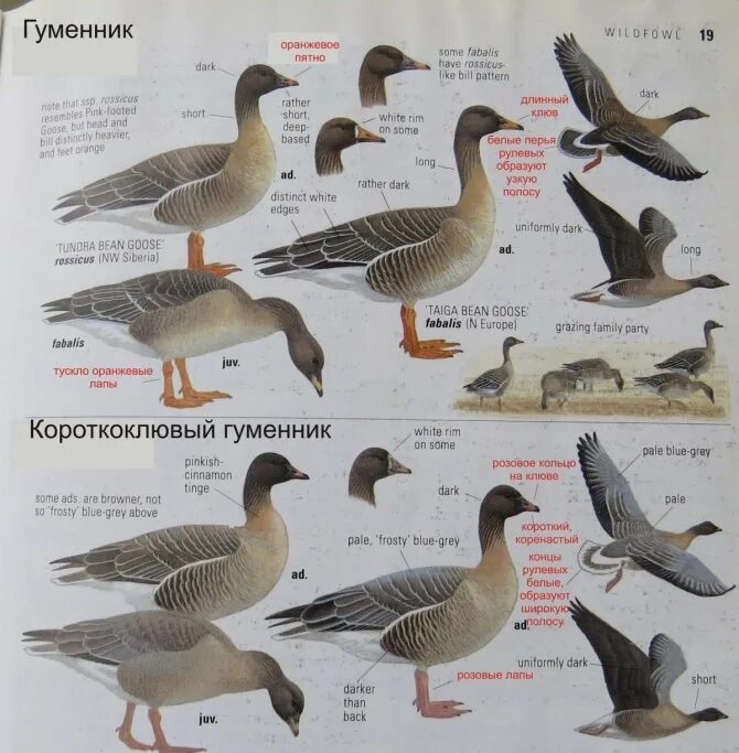 Разновидности гусей диких с фото и названиями Виды диких гусей eCookie.ru