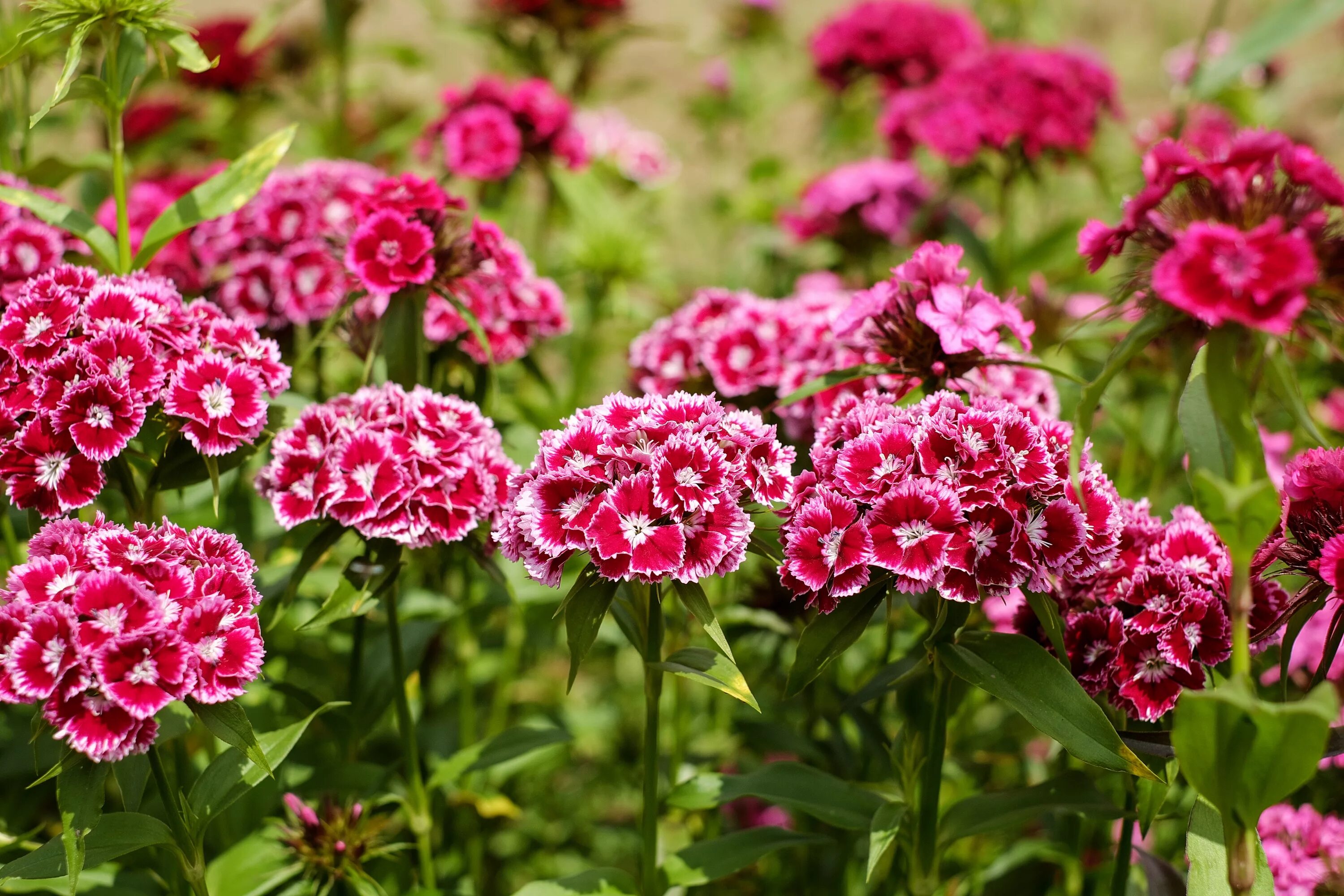 Разновидности гвоздики садовой фото Immagini Belle : natura, fiorire, fiore, petalo, fioritura, rosso, botanica, flo