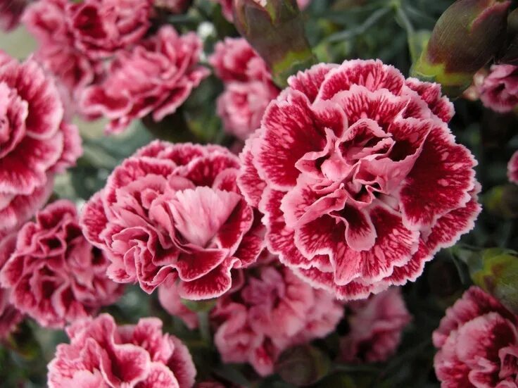 Разновидности гвоздики садовой фото Whetman Pinks Dianthus 'Scent First ™ Sugar Plum' available in rooted cuttings f