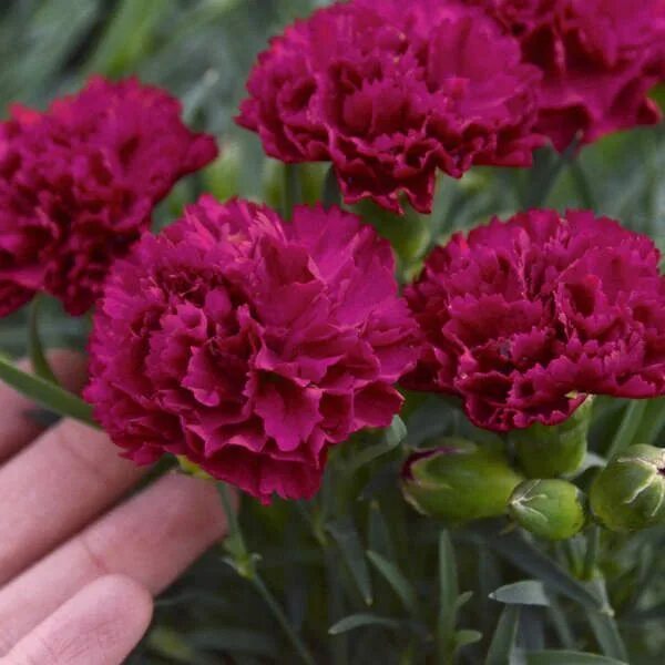 Разновидности гвоздики садовой фото Walters Gardens Variety: Dianthus 'Cranberry Cocktail' Cranberry cocktail, Pink 