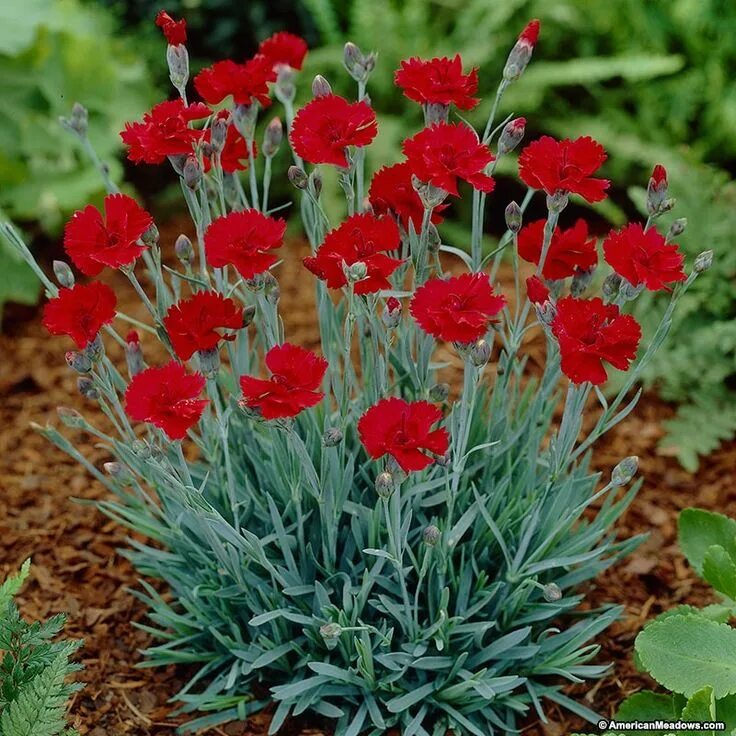 Разновидности гвоздики садовой фото dianthus High country gardens, Landscaping with rocks, Flower garden